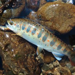 もののふ４５Ｓでアマゴ爆釣！